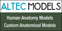 Custom Human Anatomical Models